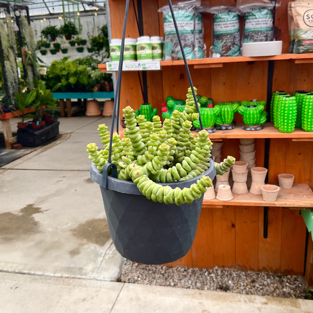 Worm Plant | Crassula marnieriana 'Hottie Tottie'