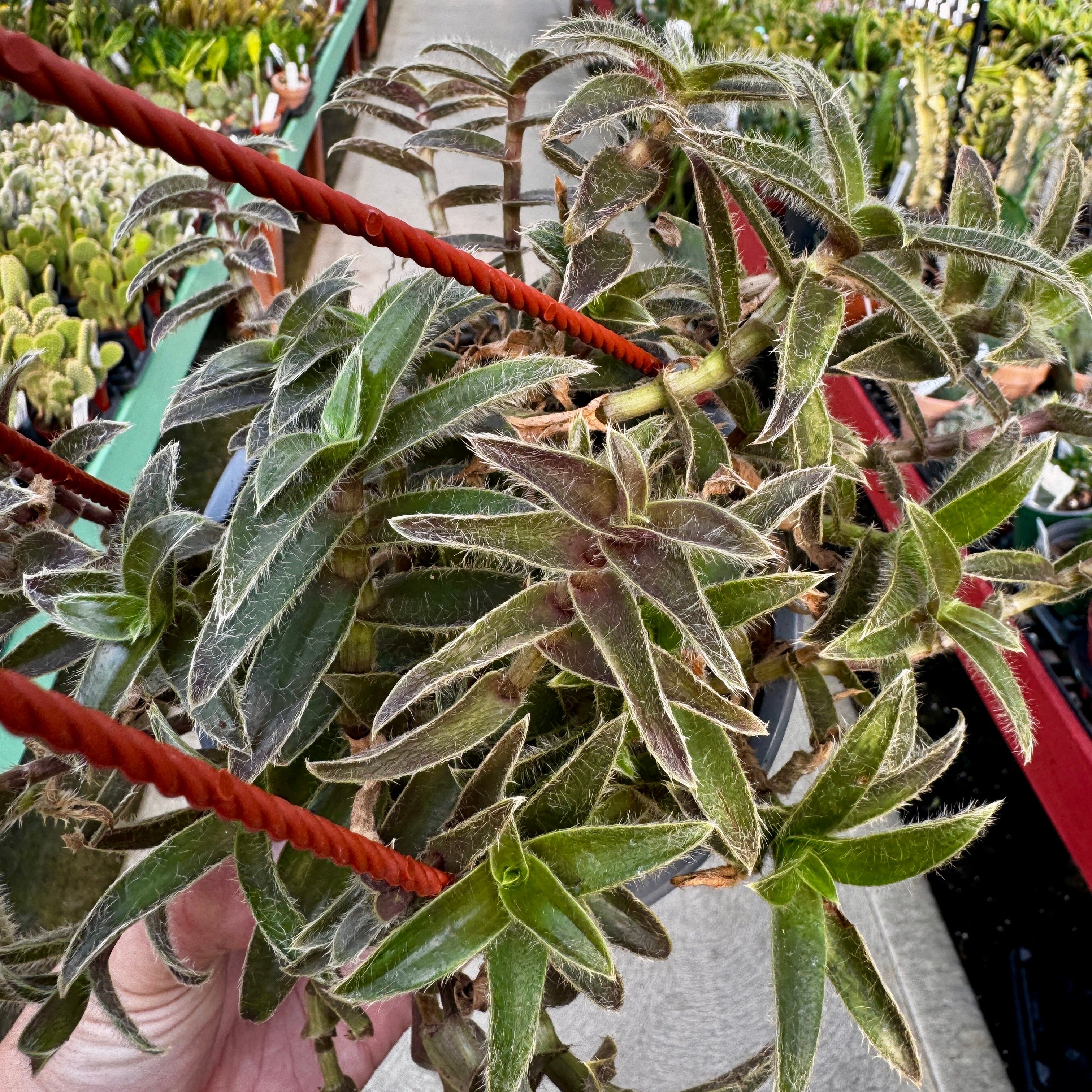 Kitten Ears Hanging Basket | Cyanotis Somaliensis