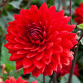 Dahlia Amora | Decorative Waterlily Dahlia | Set of 3 Tubers