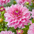 Dahlia Anne Marie | Premium Decorative Dahlia