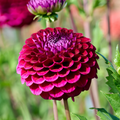 Dahlia Babette | Ball Dahlia