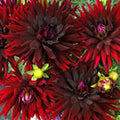 Dahlia 'Black Cat' | Premium Cactus Dahlia