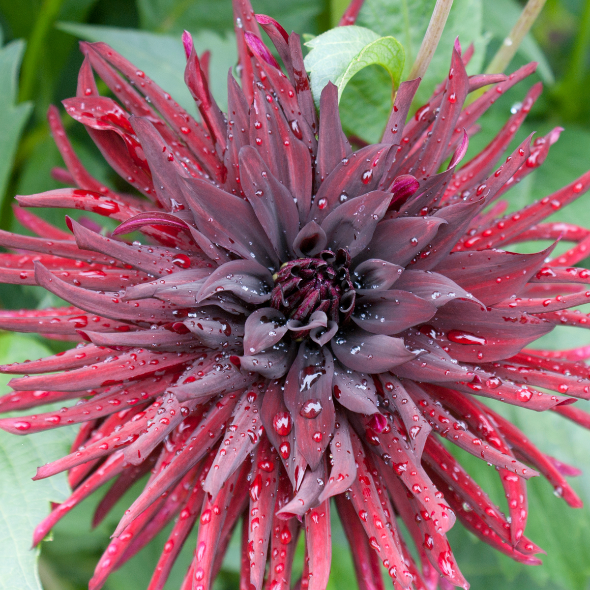 Dahlia 'Black Cat' | Premium Cactus Dahlia