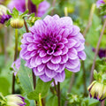Dahlia Blue Bell | Decorative Dahlia