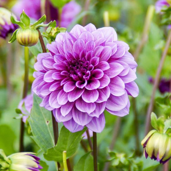 Dahlia Blue Bell | Decorative Dahlia