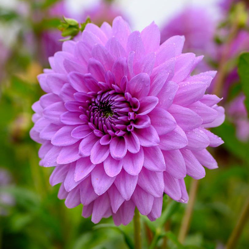 Dahlia Blue Boy | Decorative Waterlily Dahlia