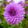 Dahlia Blue Boy | Decorative Waterlily Dahlia