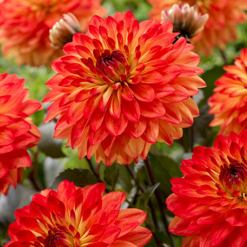Dahlia Candlelight Amberglow | Decorative Dahlia