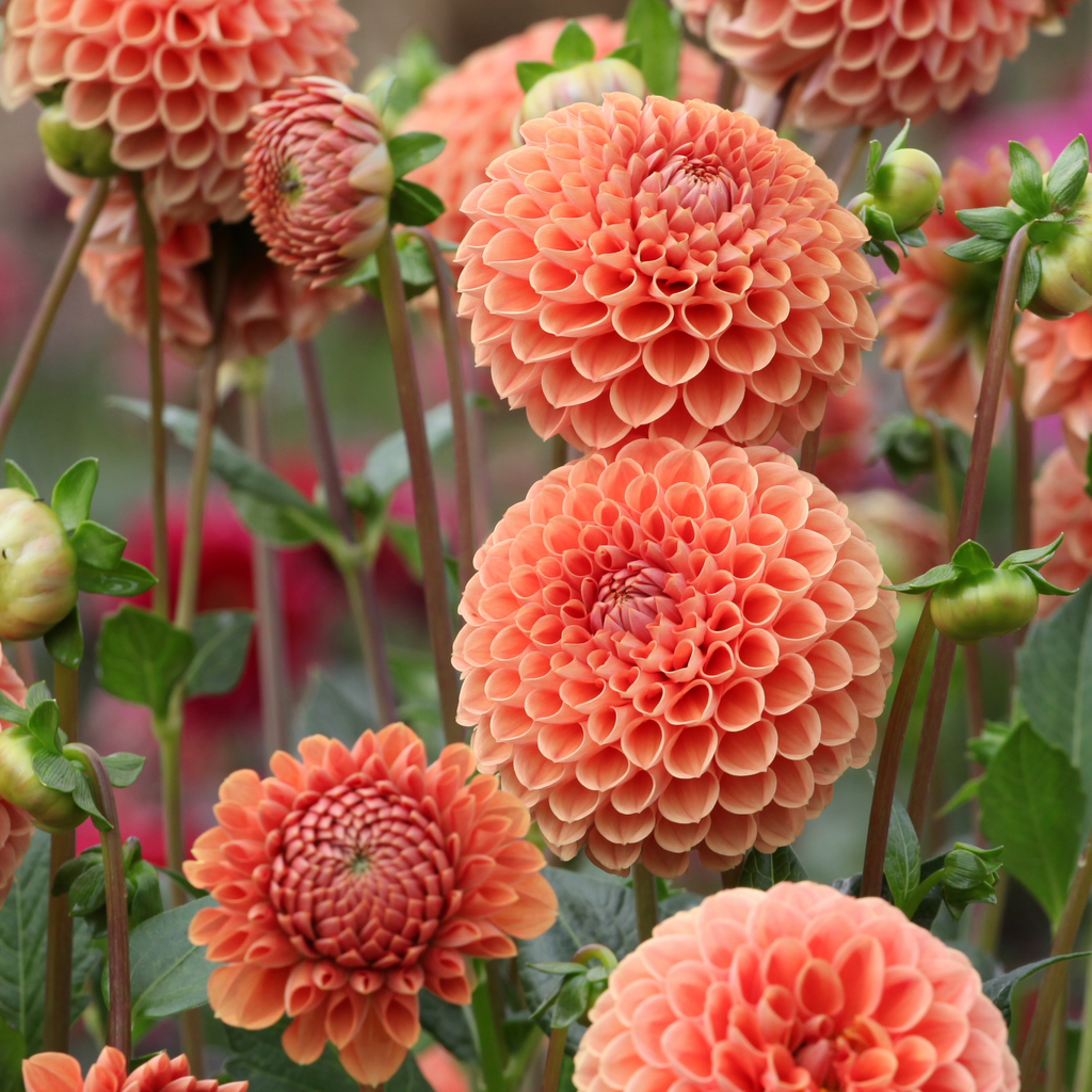 Dahlia Cornel Brons