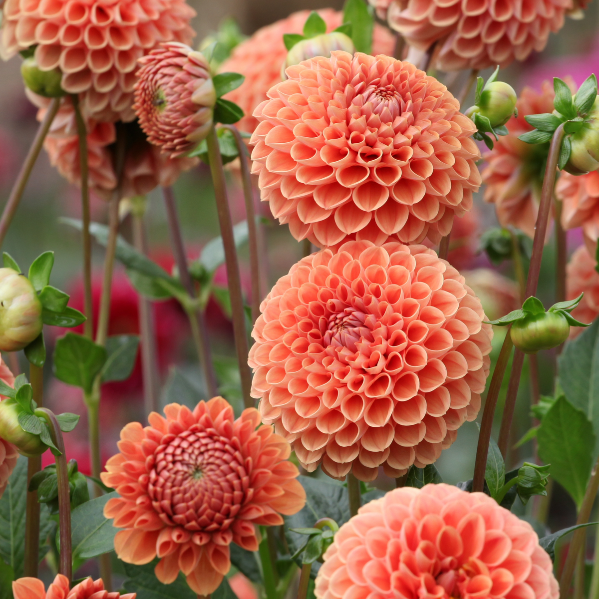 Dahlia Cornel Brons