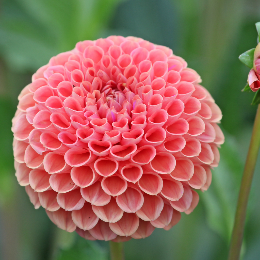 Dahlia Cornel Brons