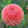 Dahlia Cornel Brons