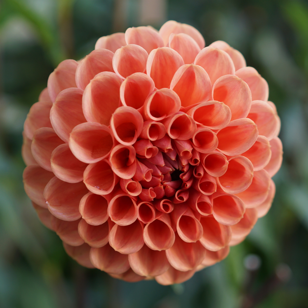 Dahlia Cornel Brons