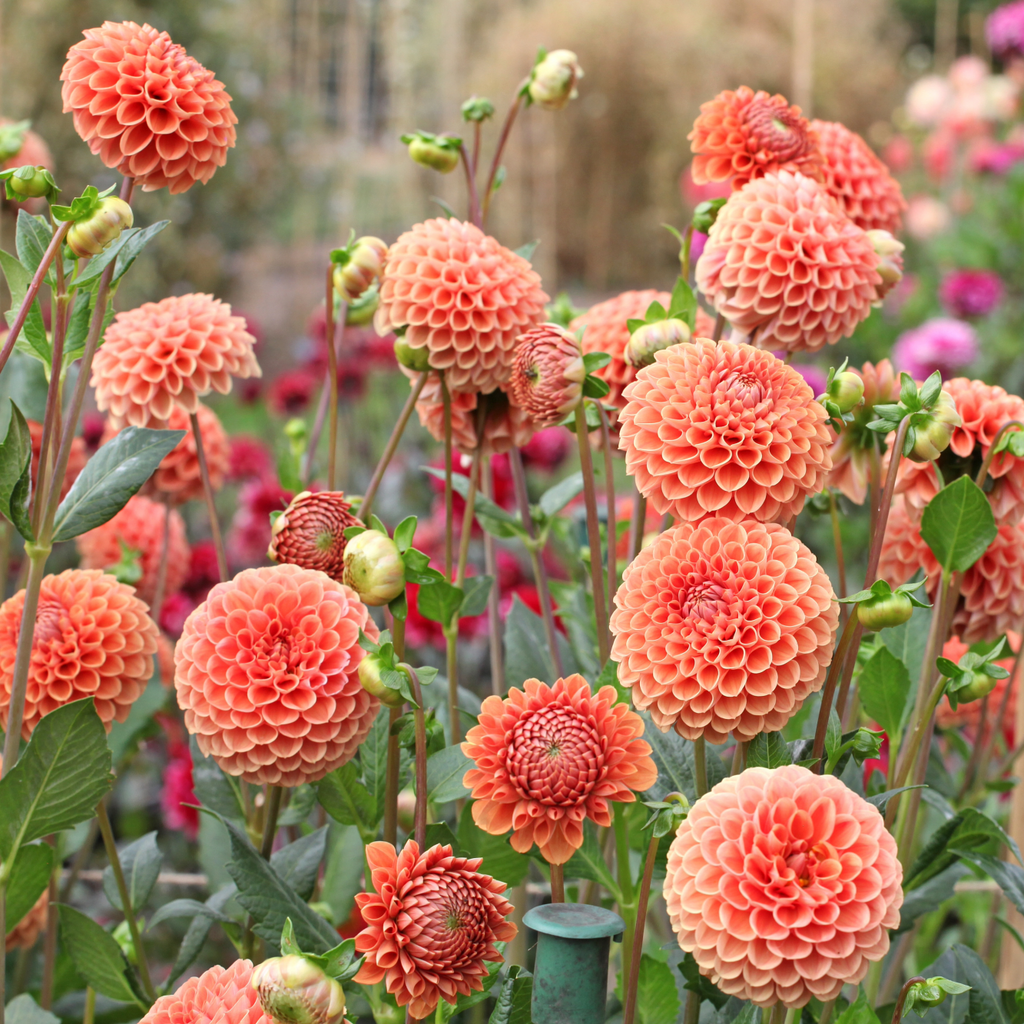 Dahlia Cornel Brons