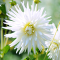 Dahlia 'My Love' | Cactus Dahlia