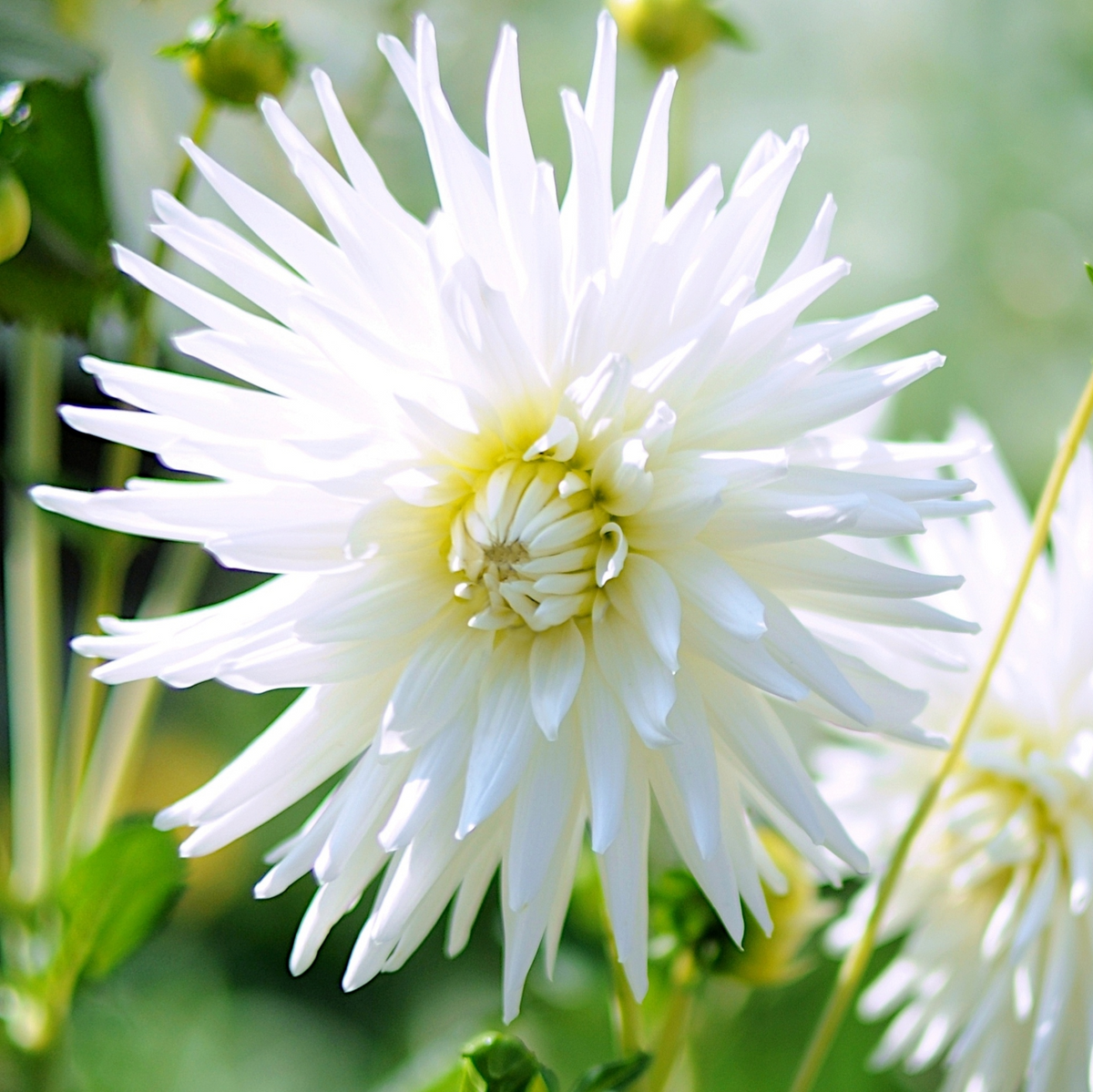 Dahlia 'My Love' | Cactus Dahlia