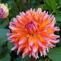 Dahlia 'Orange Turmoil' | Cactus Dahlia