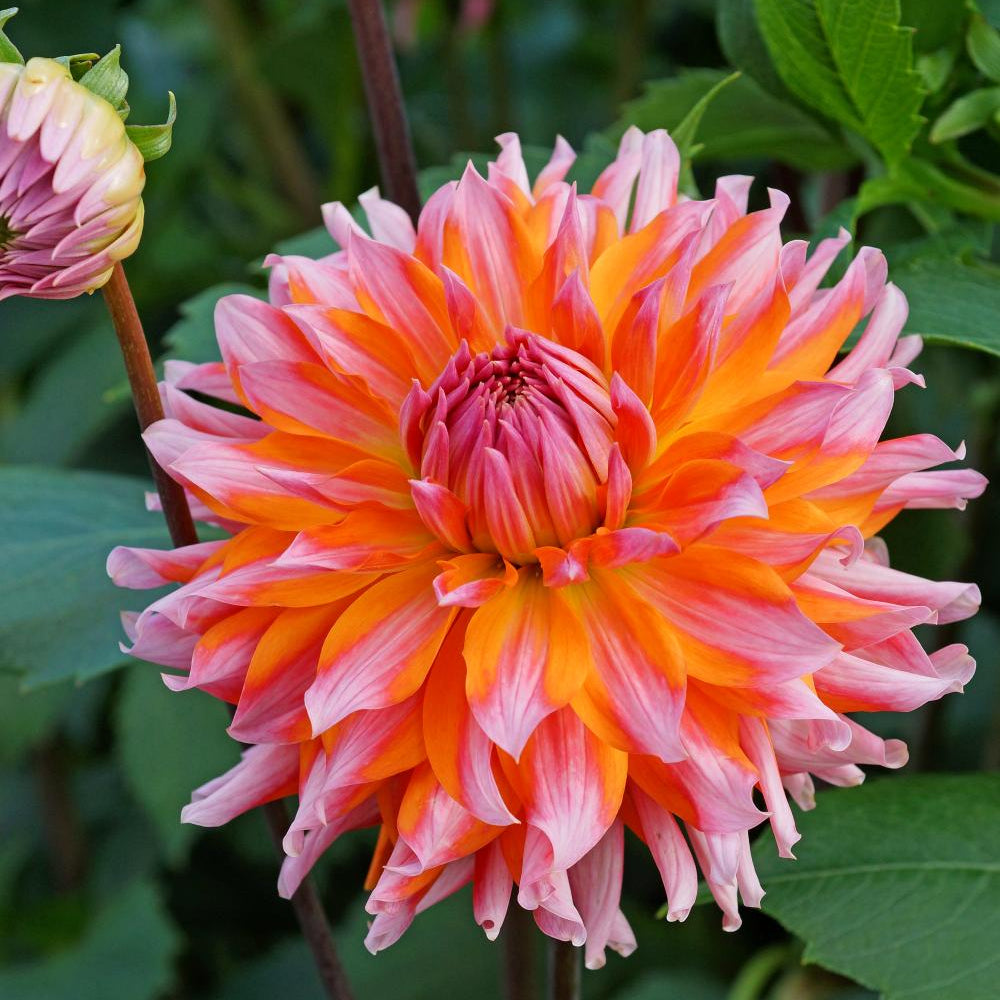 Dahlia 'Orange Turmoil' | Cactus Dahlia