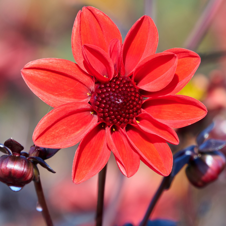 Dahlia Pulp Fiction | Dwarf Dark-leaf Dahlia