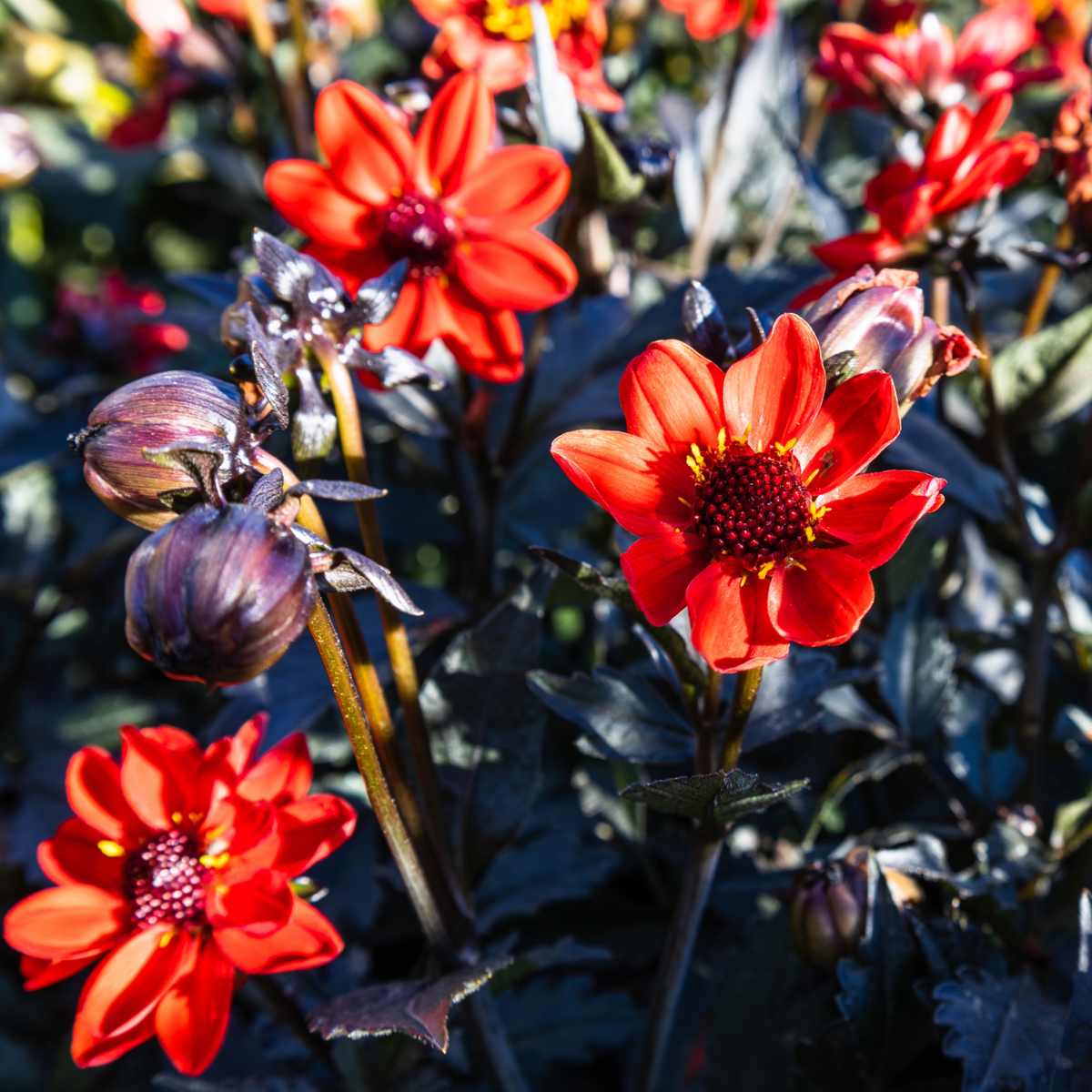 Dahlia Pulp Fiction | Dwarf Dark-leaf Dahlia