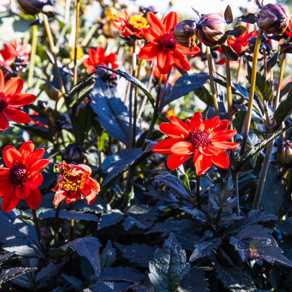 Dahlia Pulp Fiction | Dwarf Dark-leaf Dahlia