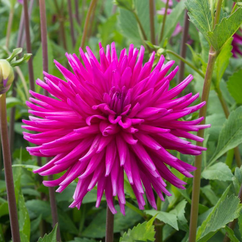 Dahlia 'Purple Gem' | Cactus Dahlia