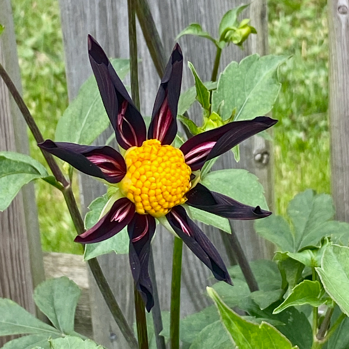 Dahlia Verrone's Obsidian | Premium Orchid-type Dahlia