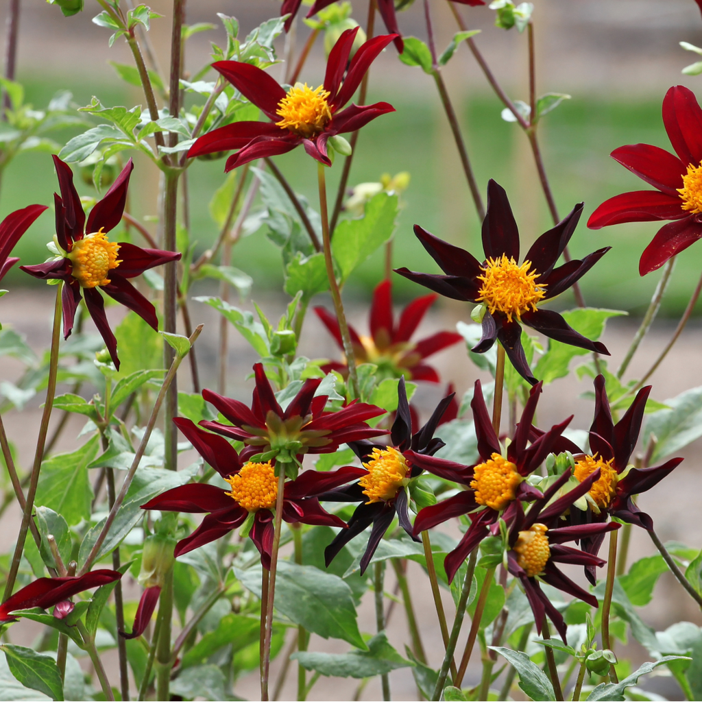 Dahlia Verrone's Obsidian | Premium Orchid-type Dahlia