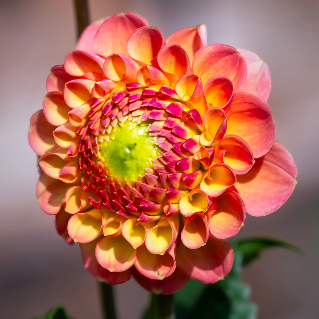 Dahlia Jowey Nicky | Ball Dahlia