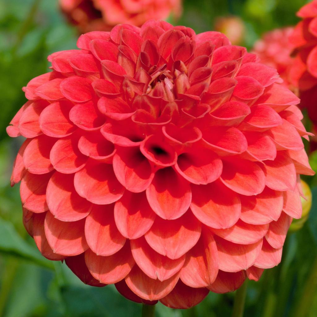 Dahlia Jowey Nicky | Ball Dahlia