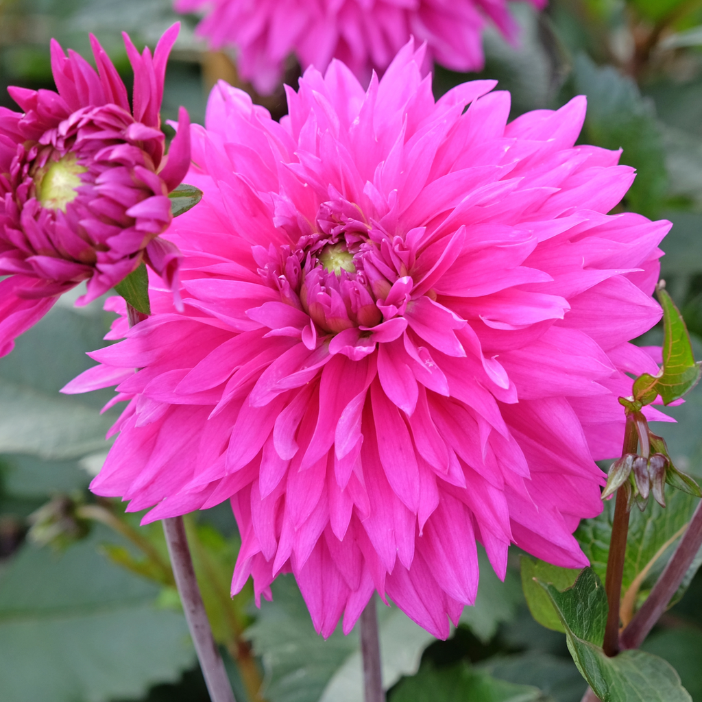 Dahlia Cornwall Island | Fimbriata Dahlia