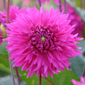 Dahlia Cornwall Island | Fimbriata Dahlia