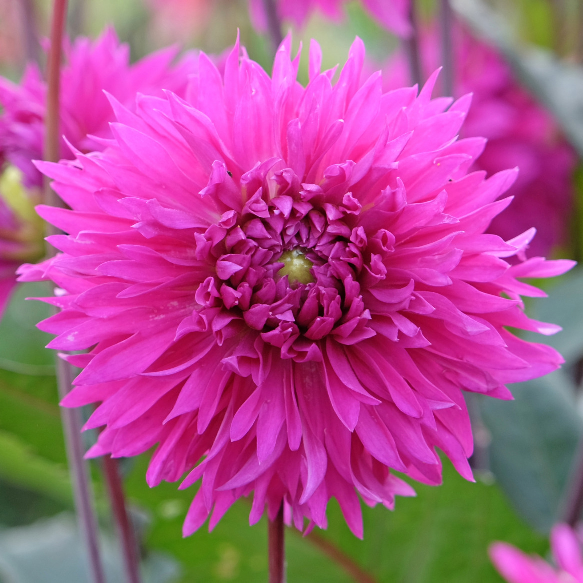 Dahlia Cornwall Island | Fimbriata Dahlia