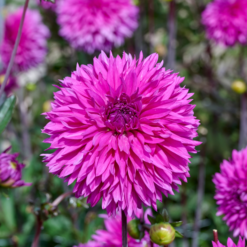 Dahlia Cornwall Island | Fimbriata Dahlia