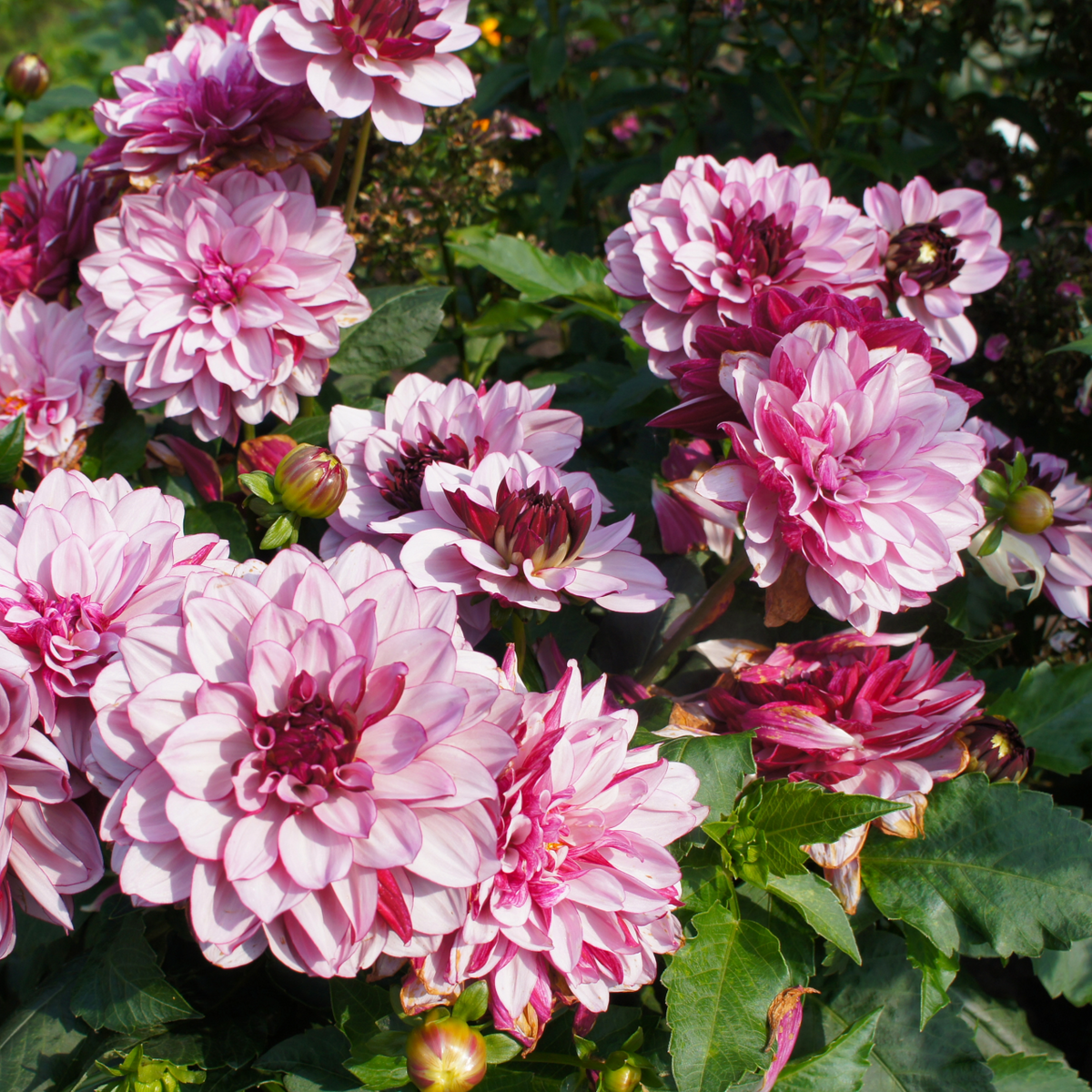 Dahlia Crème de Cassis | Premium Waterlily Style Dahlia