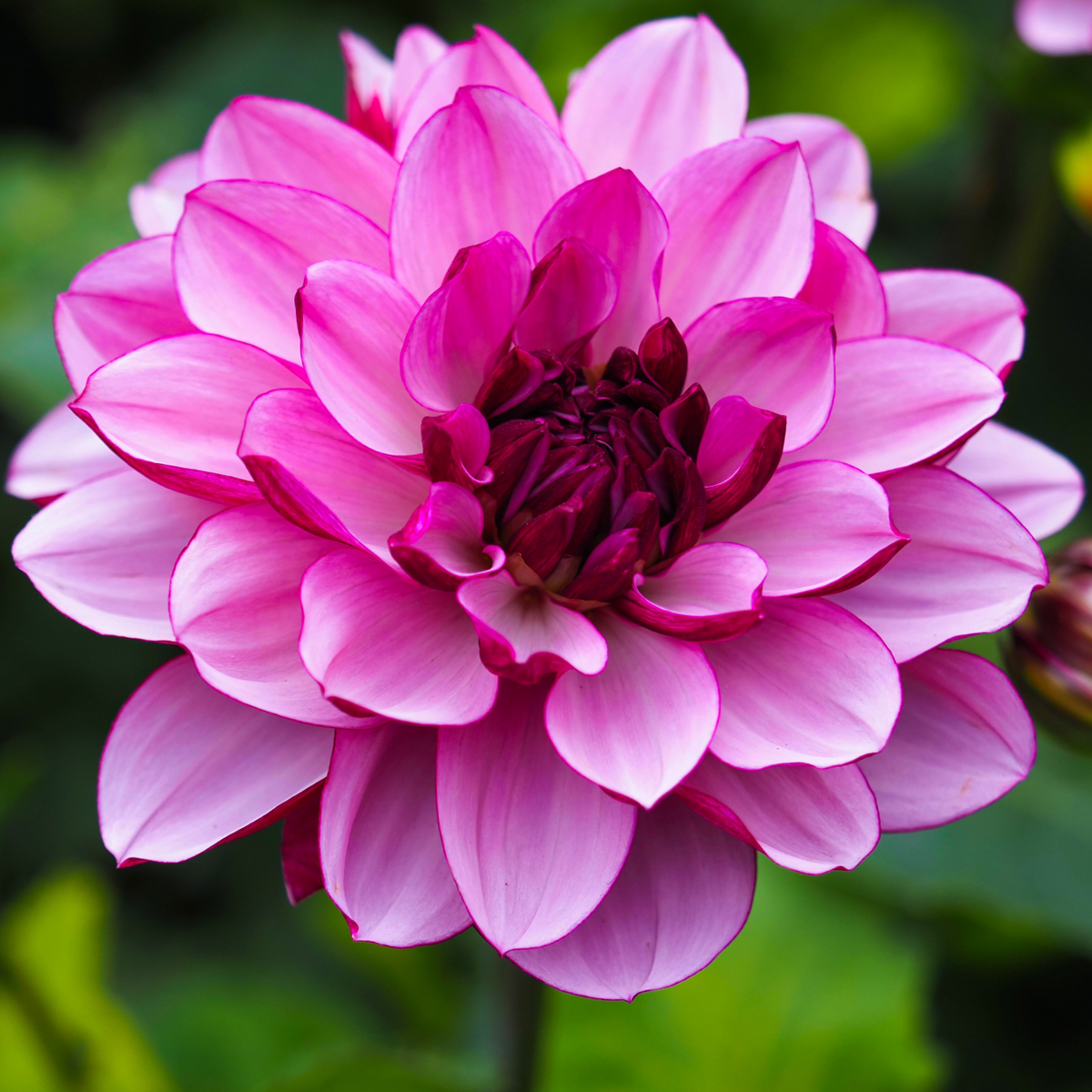 Dahlia Crème de Cassis | Premium Waterlily Style Dahlia