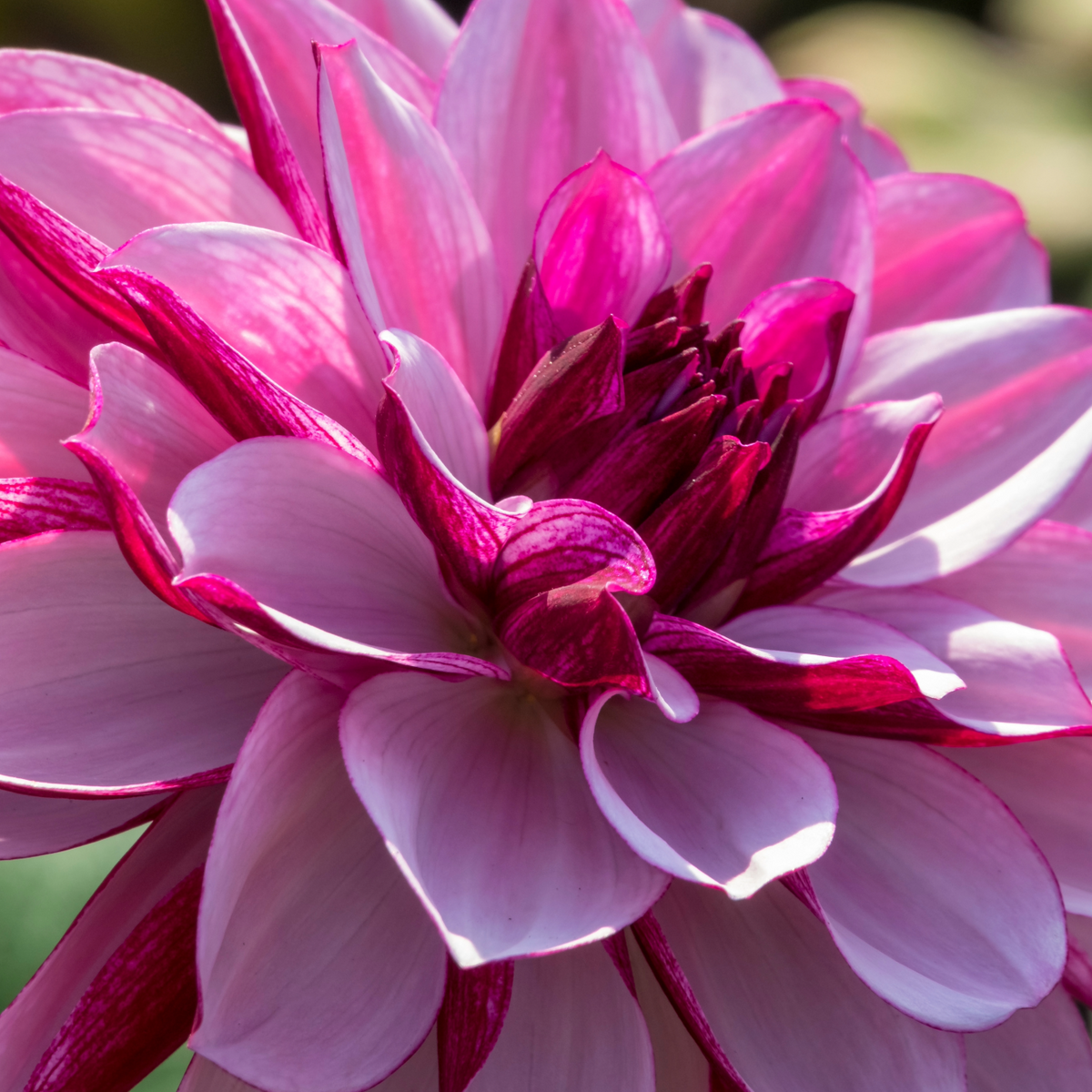 Dahlia Crème de Cassis | Premium Waterlily Style Dahlia