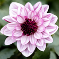 Dahlia Crème de Cassis | Premium Waterlily Style Dahlia