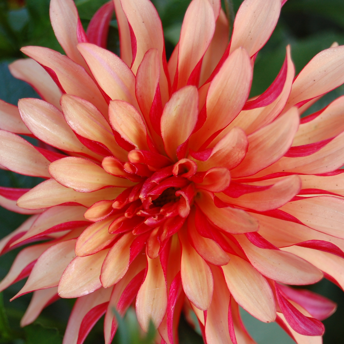 Dahlia Gallery Art Deco | Premium Dwarf Decorative Dahlia