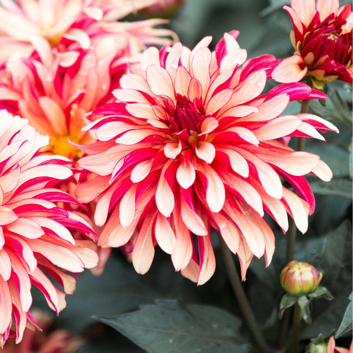 Dahlia Gallery Art Deco | Premium Dwarf Decorative Dahlia