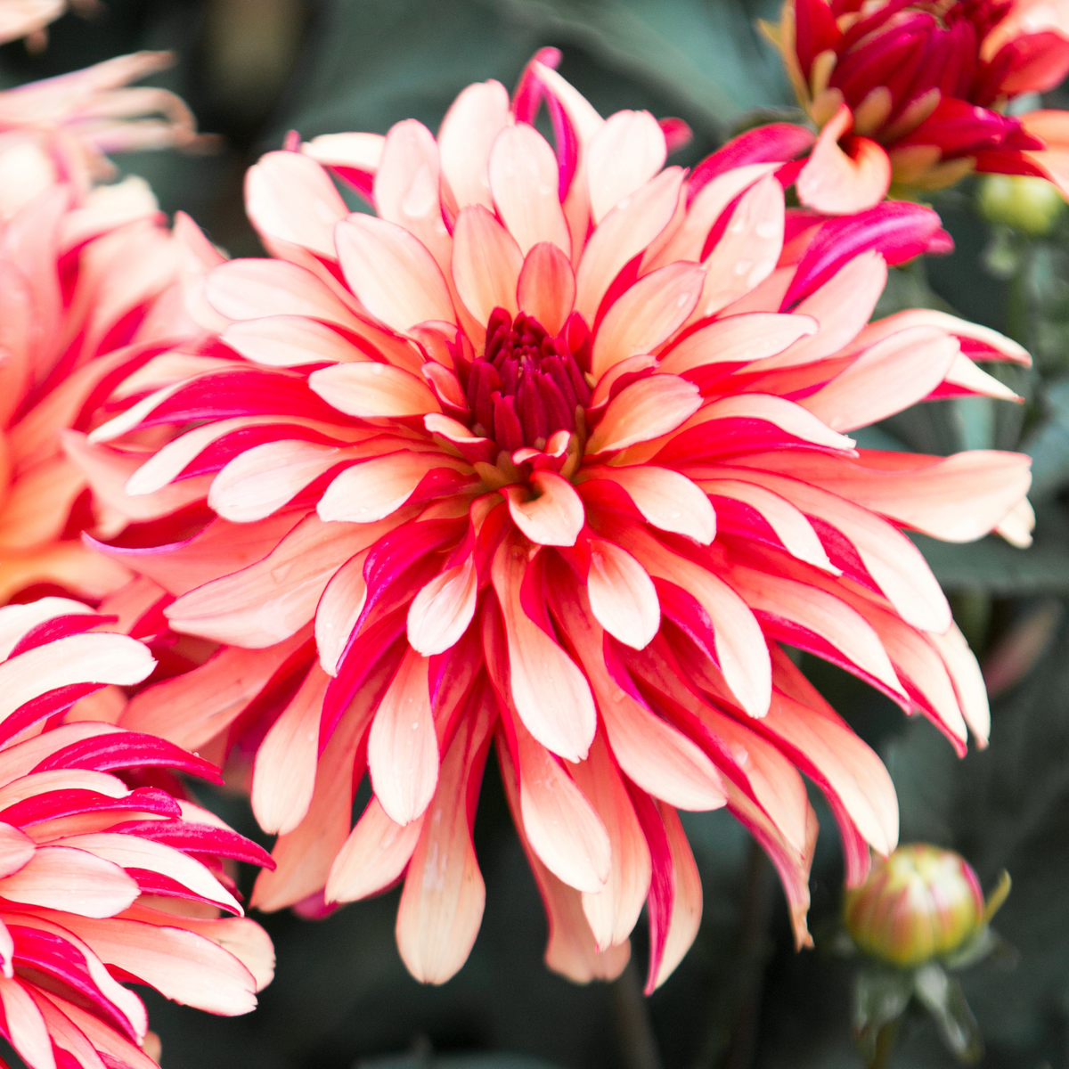 Dahlia Gallery Art Deco | Premium Dwarf Decorative Dahlia