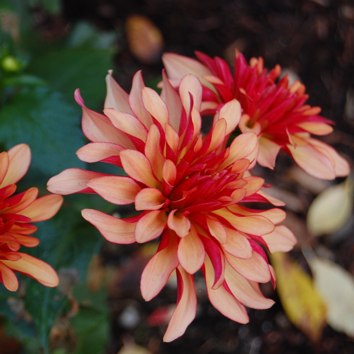 Dahlia Gallery Art Deco | Premium Dwarf Decorative Dahlia
