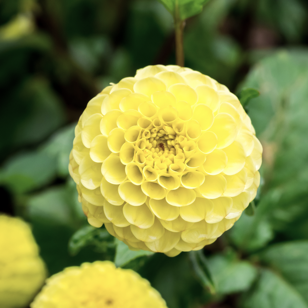 Dahlia Polventon Supreme | Ball Dahlia