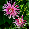 Dahlia 'Hollyhill Spider Woman' | Cactus Dahlia