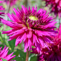 Dahlia Ambition | Fimbriata Dahlia