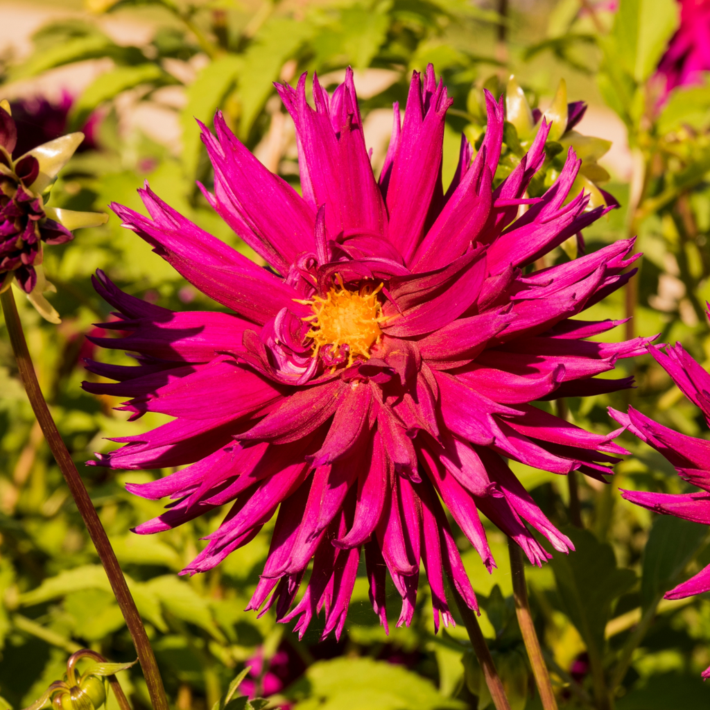 Dahlia Ambition | Fimbriata Dahlia