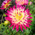 Dahlia Tahiti Sunrise | Cactus Dahlia