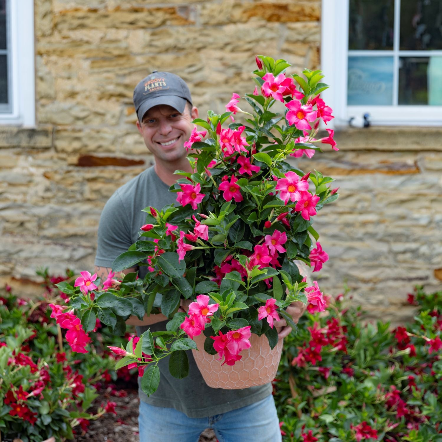 Dipladenia | Madinia® Coral Pink