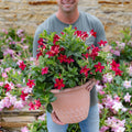 Dipladenia | Madinia® Deep Red