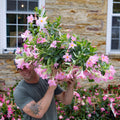 Dipladenia | Madinia® Light Pink